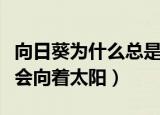 向日葵为什么总是向着太阳（什么原因向日葵会向着太阳）