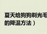 夏天给狗狗剃光毛有助于让狗狗降温吗（狗狗的降温方法）