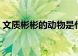 文质彬彬的动物是什么（什么动物文质彬彬）