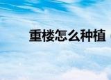 重楼怎么种植（重楼种植方法讲解）