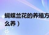 蝴蝶兰花的养殖方法和注意事项（蝴蝶兰花怎么养）