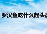 罗汉鱼吃什么起头最好（罗汉鱼吃什么起头）