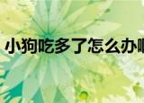 小狗吃多了怎么办啊（小狗吃多了解决方法）
