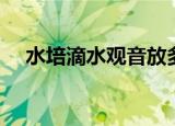 水培滴水观音放多少水（水培滴水观音）