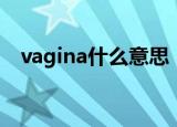 vagina什么意思（英语vagina什么意思）