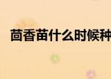 茴香苗什么时候种植（茴香苗的种植方法）