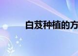 白芨种植的方法（白芨怎么种植）