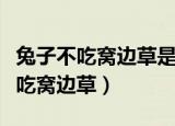兔子不吃窝边草是什么意思（怎么理解兔子不吃窝边草）