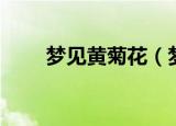 梦见黄菊花（梦见黄菊花梦境解析）