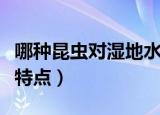 哪种昆虫对湿地水质进行监测（该昆虫有什么特点）