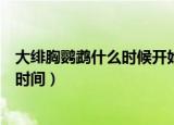 大绯胸鹦鹉什么时候开始学说话（大绯胸鹦鹉学说话的最好时间）