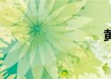黄菊父亲