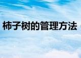 柿子树的管理方法（种植的时候要注意什么）