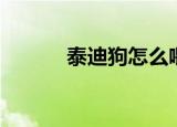 泰迪狗怎么喂养方法（泰迪狗）