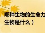 哪种生物的生命力最强（世界上生命力最强的生物是什么）