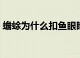 蟾蜍为什么扣鱼眼睛（蟾蜍扣鱼眼睛的原因）