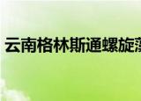 云南格林斯通螺旋藻（格林斯通天然螺旋藻）