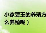 小家碧玉的养殖方法和注意事项（小家碧玉怎么养殖呢）