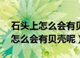 石头上怎么会有贝壳呢答案10个字（石头上怎么会有贝壳呢）