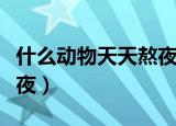 什么动物天天熬夜打一数字（什么动物天天熬夜）