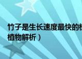 竹子是生长速度最快的植物为什么（竹子是生长速度最快的植物解析）