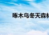 啄木鸟冬天森林超市编个故事250字