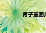 肾子草图片功效（肾子草）