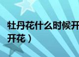牡丹花什么时候开花几点钟（牡丹花一般几点开花）