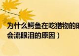 为什么鳄鱼在吃猎物的时候会流眼泪（鳄鱼在吃猎物的时候会流眼泪的原因）
