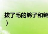 拔了毛的鸽子和鹌鹑怎样辨认（拔了毛的鸽子）