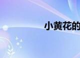 小黄花的做法（怎么做）