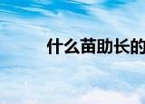 什么苗助长的意思（什么苗助长）