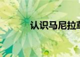 认识马尼拉草（马尼拉草资料）