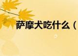 萨摩犬吃什么（萨摩犬吃的食物介绍）