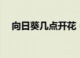 向日葵几点开花（向日葵什么时候开花）