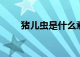 猪儿虫是什么意思（猪儿虫是什么）