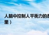 人脑中控制人平衡力的是什么（人脑中控制人平衡力的是哪里）