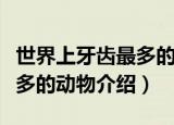 世界上牙齿最多的动物是什么（世界上牙齿最多的动物介绍）