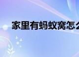 家里有蚂蚁窝怎么办（如何破坏蚂蚁窝）