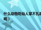 什么动物吃仙人掌不扎嘴（哪种动物吃仙人掌不会觉得扎嘴呢）