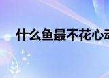 什么鱼最不花心动物（什么鱼最不花心）
