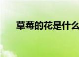 草莓的花是什么颜色的（草莓的简介）