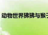 动物世界狒狒与猴子的区别（动物世界狒狒）