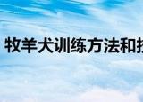 牧羊犬训练方法和技巧（有什么训练的方法）
