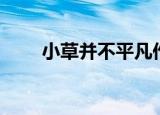 小草并不平凡作文（小草并不平凡）