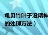 龟贝竹叶子没精神怎么办（龟贝竹叶子没精神的处理方法）