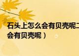 石头上怎么会有贝壳呢二年级写话（二年级写话石头上怎么会有贝壳呢）