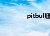 pitbull图片（pitbull4）