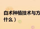 白术种植技术与方法（白术种植技术与方法是什么）