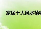 家居十大风水植物（十大家居风水植物）